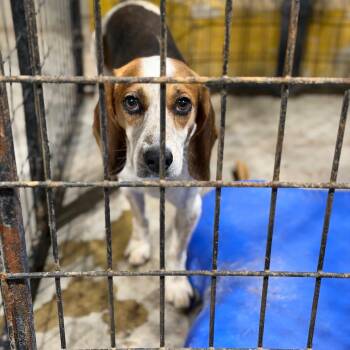 Ricky -  Beagle Dog for Adoption in Fort Smith, Arkansas - Ricky | PetCurious