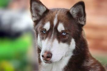 Siberian Husky Dogs Available for Adoption in Walnut Creek, California - Coco | PetCurious