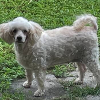 Mollie -  Bichon Frise and Mixed Breed Dog for Adoption in Corpus Christi, Texas - Mollie | PetCurious