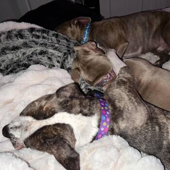 Ellie Mae -  Pit Bull Terrier and Mixed Breed Dog for Adoption in West Richland, Washington - Ellie Mae | PetCurious