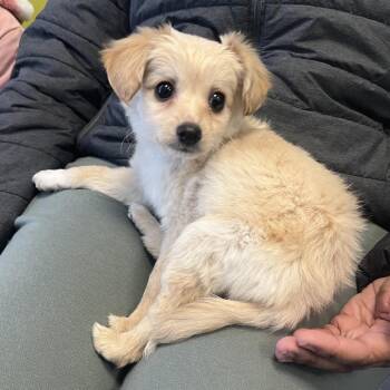 Chihuahua and Terrier Dogs Available for Adoption - Lady | PetCurious