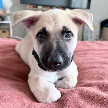 Peach Pitt -  Shepherd Dog for Adoption in Corpus Christi, Texas - Peach Pitt | PetCurious