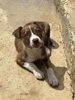 Rescue Terrier Dogs for Adoption in Greenville, South Carolina - Cheesecake | PetCurious