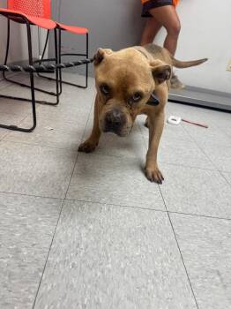 26-0385D -  Pit Bull Terrier Dog for Adoption in Sorrento, Louisiana - 26-0385D | PetCurious