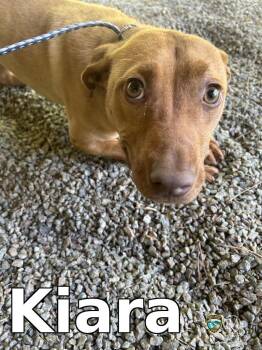 Pit Bull Terrier Dogs Available for Adoption in Rocky Mount, North Carolina - Kiara | PetCurious