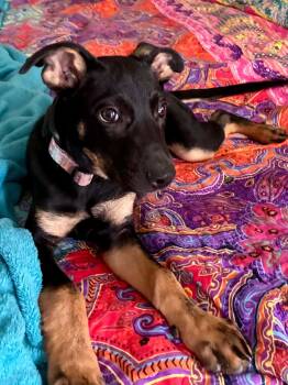 Genesis -  Mixed Breed Dog for Adoption in Brunswick, Maine - Genesis | PetCurious