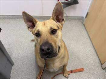 Pit Bull Terrier and German Shepherd Dog Dogs Available for Adoption - DUKE | PetCurious
