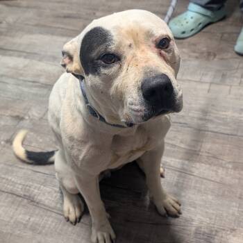 Rescue Mixed Breed Dogs for Adoption in Jefferson City, Tennessee - Wynonna | PetCurious