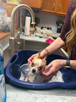 Chihuahua Dogs Available for Adoption in Grafton, Wisconsin - Chico | PetCurious