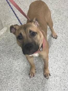 A432821 -  Pit Bull Terrier and Shar Pei Dog for Adoption in Conroe, Texas - A432821 | PetCurious