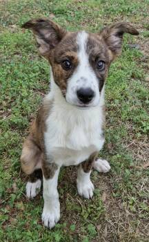 Australian Cattle Dog Blue Heeler Dogs Available for Adoption - Cherry | PetCurious