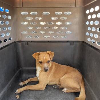 Mixed Breed Dogs Available for Adoption - Lorenzo | PetCurious