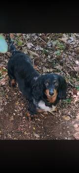 Dachshund Dogs Available for Adoption in Springfield, Missouri - 2148 Wes | PetCurious