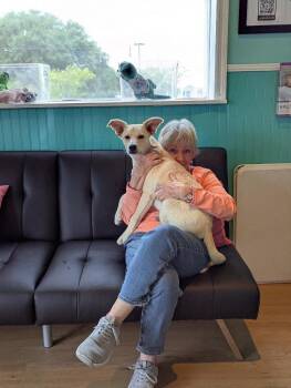 Marsha -  Mixed Breed Dog for Adoption in Sebastian, Florida - Marsha | PetCurious