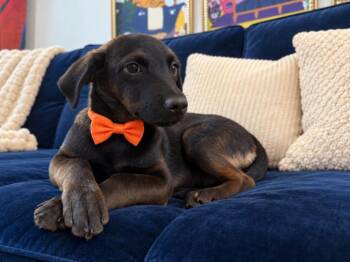 Cream Puff Biscotti pastry -  Labrador Retriever and Dachshund Dog for Adoption in Friendswood, Texas - Cream Puff Biscotti Pastry | PetCurious