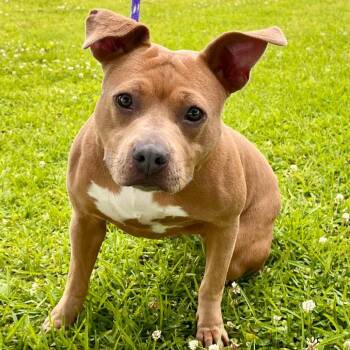 Pit Bull Terrier and Whippet Dogs Available for Adoption - Gretchen | PetCurious