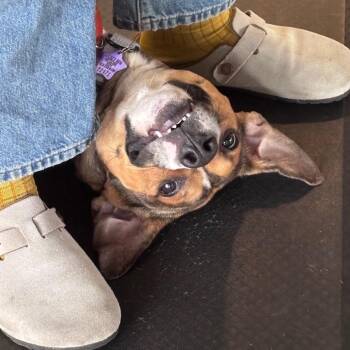 Tater Tot -  Mixed Breed Dog for Adoption in San Francisco, California - Tater Tot | PetCurious