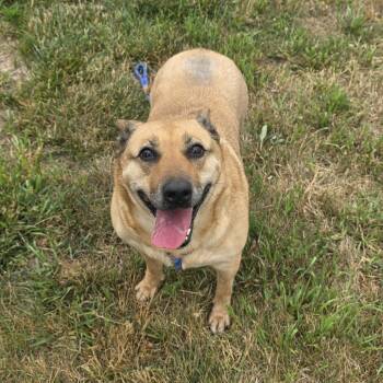 Tater Tot -  Shepherd and Mixed Breed Dog for Adoption in Bristol, Indiana - Tater Tot | PetCurious