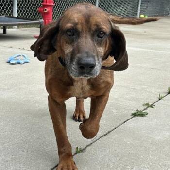 Dr Pupper -  Hound Dog for Adoption in Fairfax Station, Virginia - Dr Pupper | PetCurious
