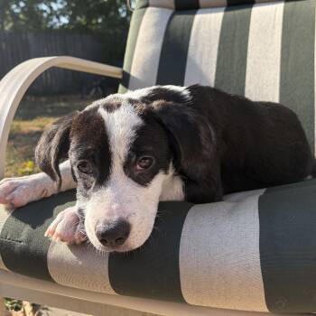Lilo -  Retriever Dog for Adoption in Minneapolis, Minnesota - Lilo | PetCurious