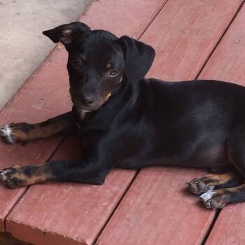 Rescue Dachshund Dogs for Adoption in Fresno, California - Woodrow | PetCurious