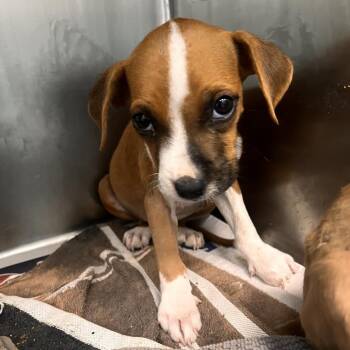 Tula -  Terrier and Mixed Breed Dog for Adoption in Corpus Christi, Texas - Tula | PetCurious