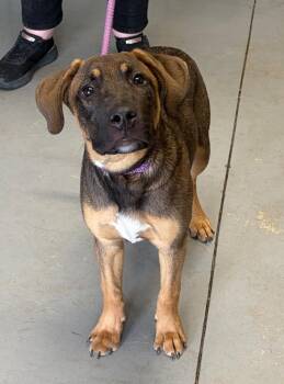 Rally -  German Shepherd Dog Dog for Adoption in Hartford City, Indiana - Rally | PetCurious