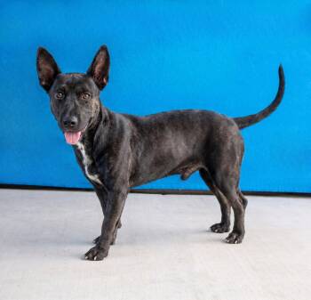 VAL -  Schipperke Dog for Adoption in Pasadena, California - VAL | PetCurious