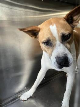 Rescue Mixed Breed Dogs for Adoption in Dallas, Texas - WONKA | PetCurious