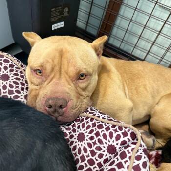 English Bulldog Dogs Available for Adoption - Cocoa | PetCurious