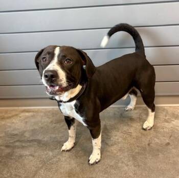 Labrador Retriever and Pit Bull Terrier Dogs Available for Adoption in Brunswick, Georgia - CORKY | PetCurious