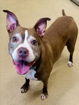 COCO -  Pit Bull Terrier Dog for Adoption in Derwood, Maryland - COCO | PetCurious