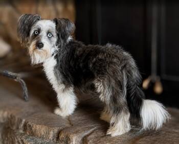 Rumie -  Corgi and Havanese Dog for Adoption in Pinedale, Wyoming - Rumie | PetCurious