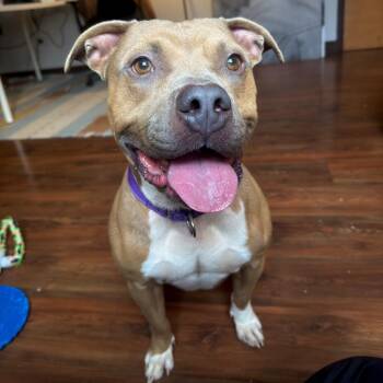 Pit Bull Terrier Dogs Available for Adoption - Legend | PetCurious