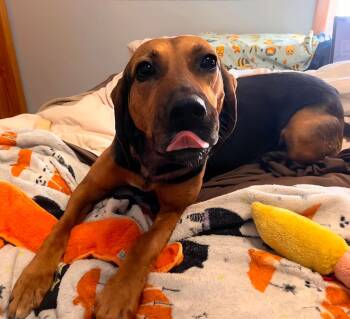 Hound Dogs Available for Adoption - Juliee: Not At The Shelter (Joslyn) | PetCurious
