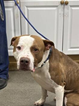 Rescue Terrier Dogs for Adoption - BROOKS | PetCurious