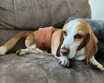 Rescue Beagle Dogs for Adoption in Lexington, Massachusetts - Pete | PetCurious