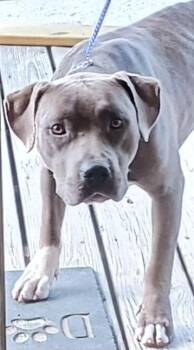 Doogie -  Pit Bull Terrier and Mixed Breed Dog for Adoption in West Memphis, Arkansas - Doogie | PetCurious
