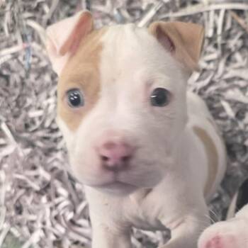 Pit Bull Terrier Dogs Available for Adoption in Chesapeake, Virginia - Rocky | PetCurious