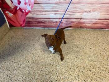 Dachshund and Mixed Breed Dogs Available for Adoption - BAMBI | PetCurious
