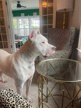 Maximus -  Dogo Argentino Dog for Adoption in Waterloo, Iowa - Maximus | PetCurious