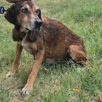 Brahma Momma -  Labrador Retriever Dog for Adoption in Pittsburg, Kansas - Brahma Momma | PetCurious