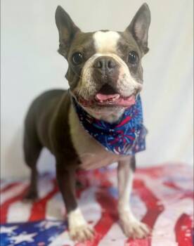 Olga -  Boston Terrier Dog for Adoption in New Stanton, Pennsylvania - Olga | PetCurious