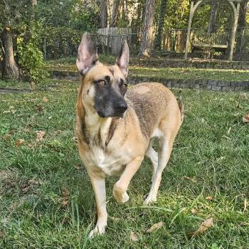 Rescue German Shepherd Dog Dogs for Adoption in Columbia, South Carolina - Mila | PetCurious