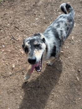 Shepherd Dogs Available for Adoption - Stevie | PetCurious