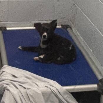 Zenon -  Mixed Breed Dog for Adoption - Zenon | PetCurious