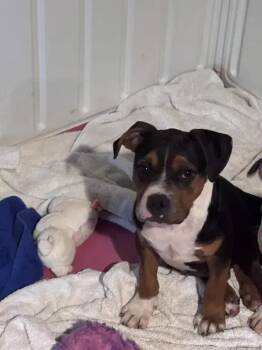 Ranger -  Mixed Breed Dog for Adoption in Wyoming, Michigan - Ranger | PetCurious