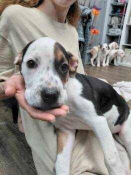 MOOMOO (PINK) -  Pit Bull Terrier and Mixed Breed Dog for Adoption in Conway, Arkansas - MOOMOO (PINK) | PetCurious