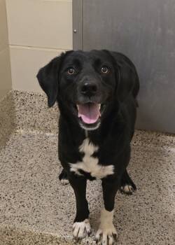 Rescue Mixed Breed Dogs for Adoption in Aiken, South Carolina - Spanakopita 60630 | PetCurious