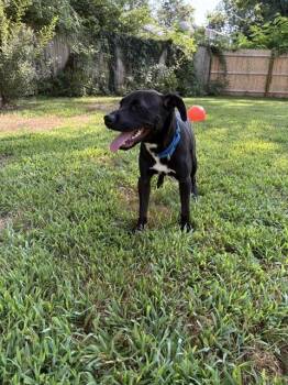 HEY JO -  Labrador Retriever and Mixed Breed Dog for Adoption in Brewster, Massachusetts - HEY JO | PetCurious